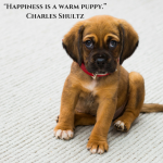 dog quote