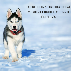 dog quote