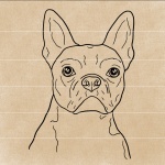 boston terrier