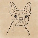 digital drawing line art boston terrior